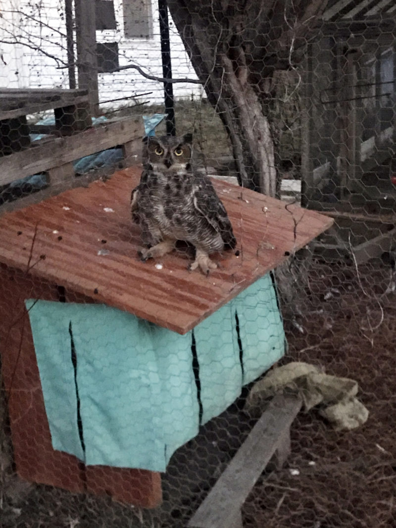 r.i.p. Sasha: my encounter with a great horned owl